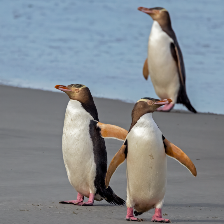 Yellow eyed penguin arrivals